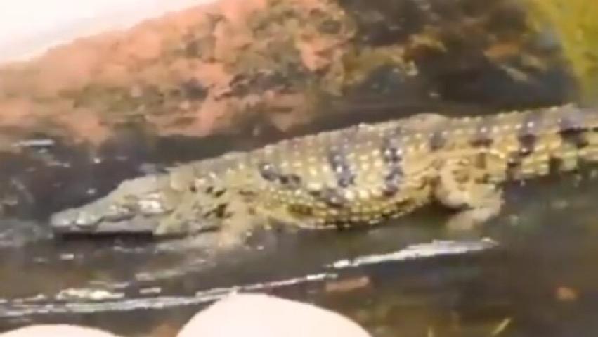 Viral video of crocodile going down a slide has Twitter in splits: Me going out after lockdown is over